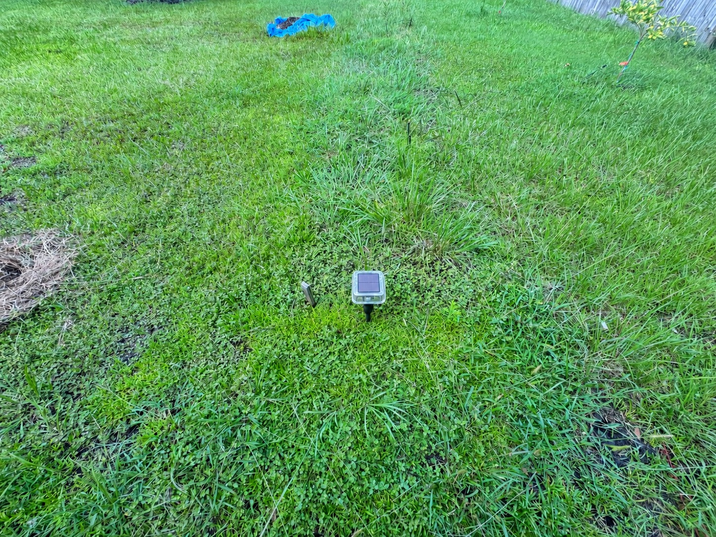 Flower bed, pepper bed and tomato bed